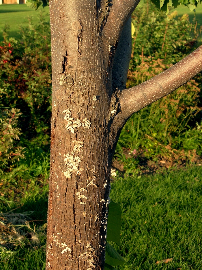 Fungus On Trees Gardening At USask College Of Agriculture And 